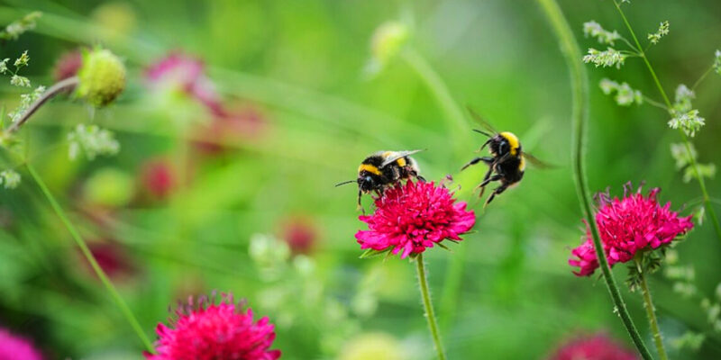 bijen op roze bloemen