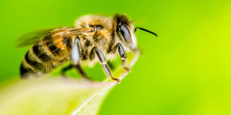 wilde bij op blad