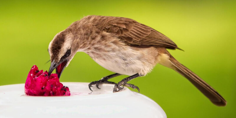 vogel eet fruit