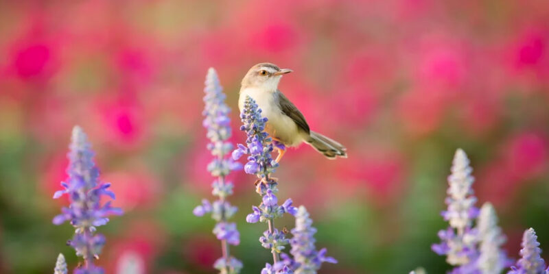 vogeltje op lavendel