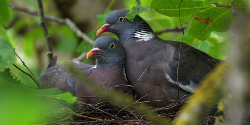 twee duiven op een nest