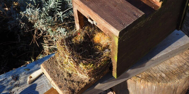 overgebleven nest uit een vogelhuisje