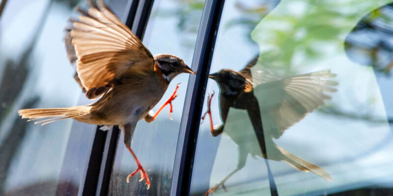 vogel vliegt tegen raam