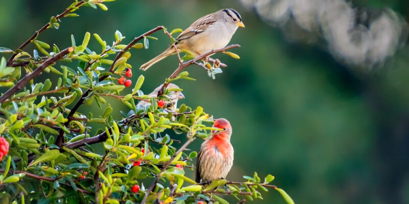 vogeltjes in de planten