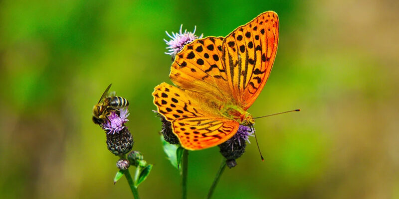 vlinder op bloemen