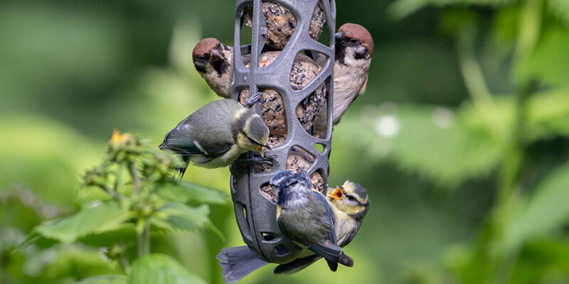 vetbollen in gerecyclede vetbolhouder met meerdere vogels eraan