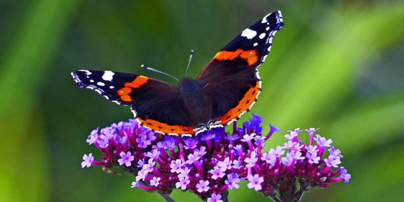 vlinder op bloemen