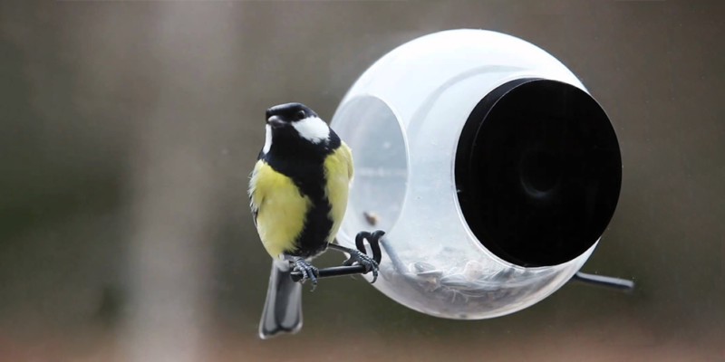 vogeltje en raamvoederhuis