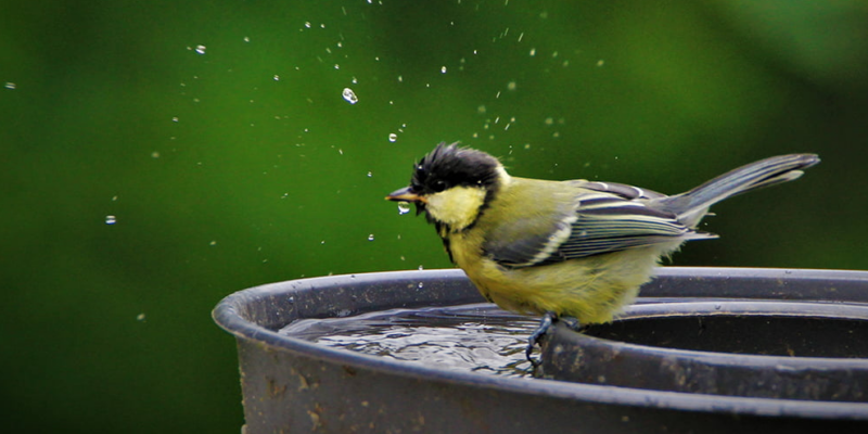 vogeltje baddert