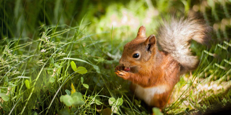 eekhoorn eet noot in gras