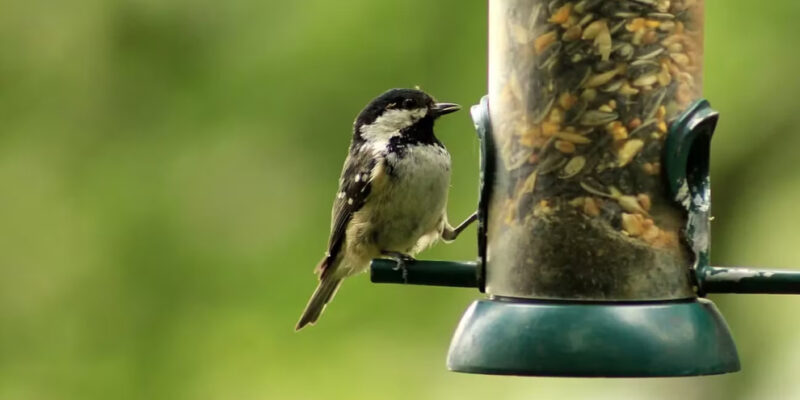 vogeltje bij voedersilo